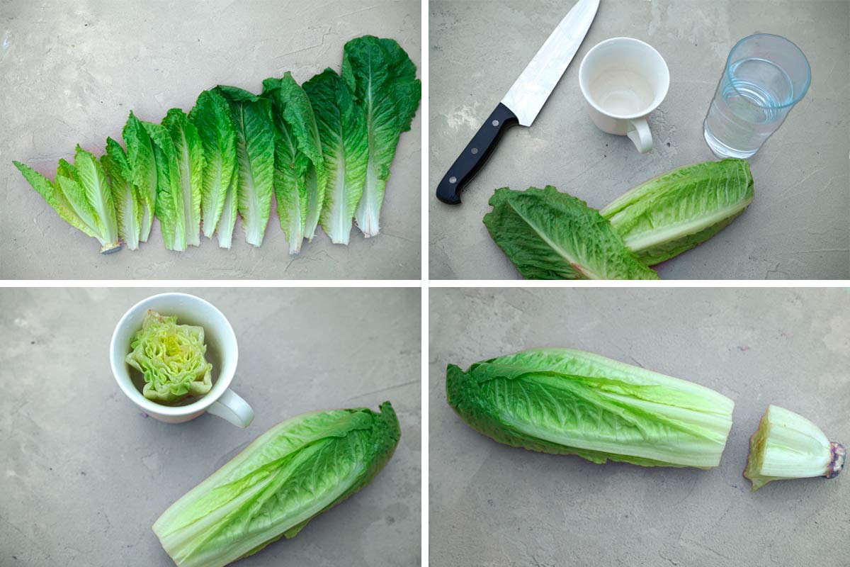 how to regrow romaine lettuce