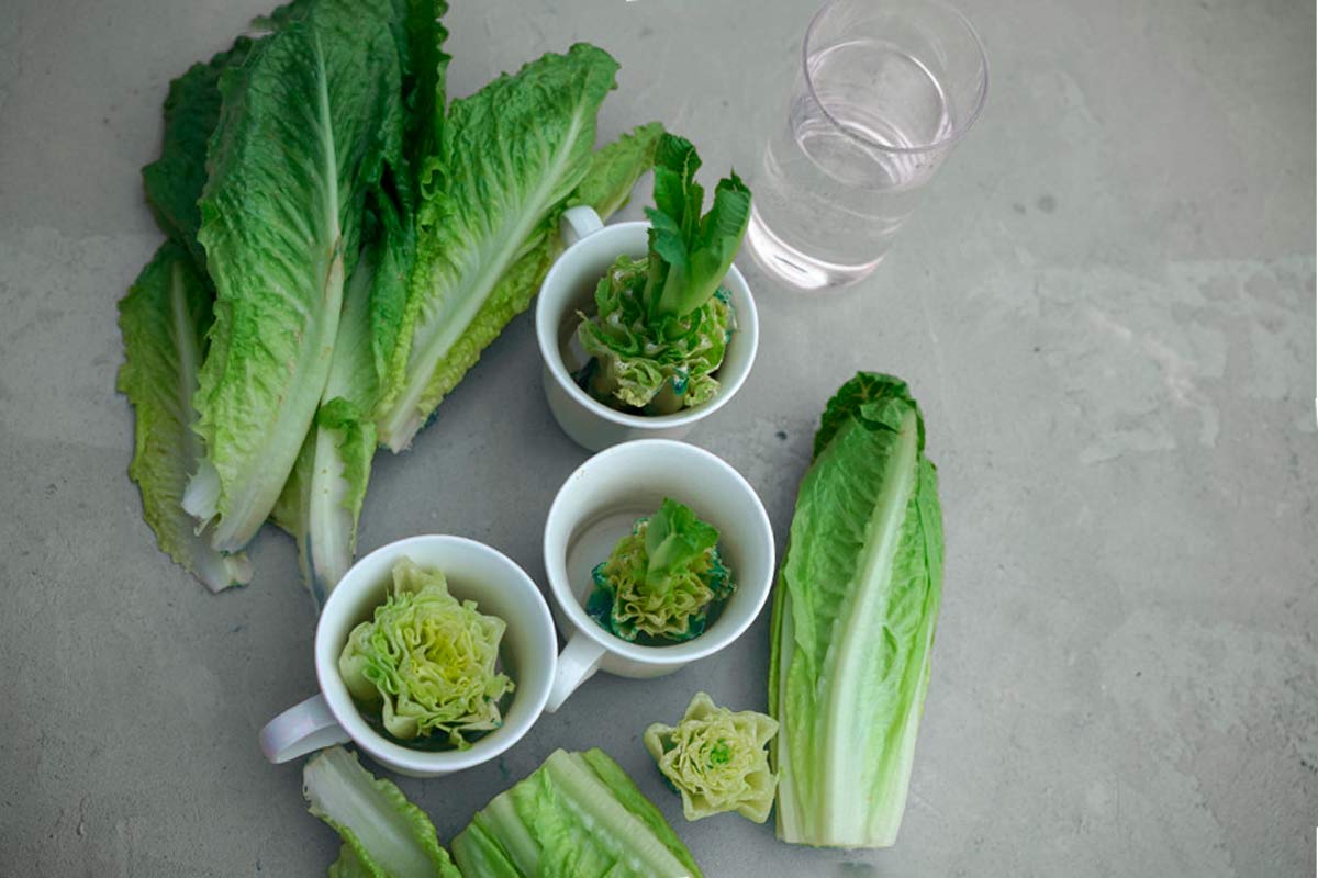 regrow romaine lettuce